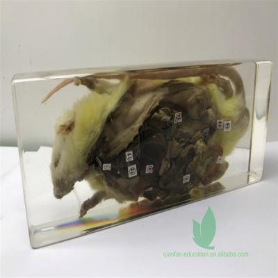 China Crystal Box School Teaching Rat Dissection Preserved Crystal Animal Teaching Equipment for sale