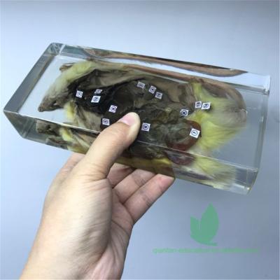 China Crystal Box Scientific Research Animal Dissection Resin Rat Dissection Plastomount for sale