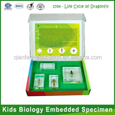 China Teaching Aids for Qianfan Biology Life Cycle of Dragonfly Intelligence Children Specimen Toys for Children for sale