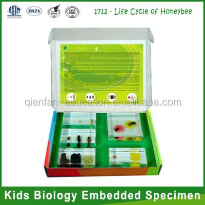 China Teaching Aids for Qianfan Biology Specimen Life Cycle of Bee Education Toy for sale