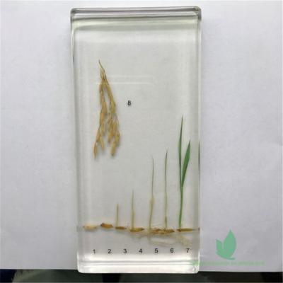 China Qianfan Paddy Rice Germination Embedded Specimen Biology Teaching Aids for Classroom for sale