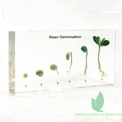 China Clear Frame Bean Germination Embedded Plant Specimens Clear Frame Plastomount for sale