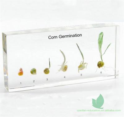 China Crystal Box Plant Life Cycle Crafts Corn Sprouting Natural Specimen for sale