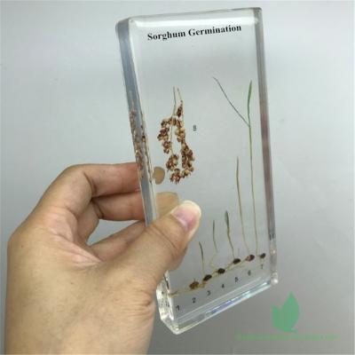 China Transparent Plastomount Teacher Frame Sorghum Germination Specimens For School for sale