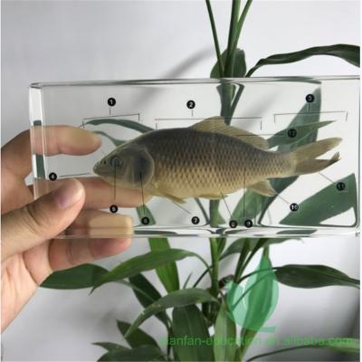 China Specimen included per conformation of Crystal Box Teaching Equipment Fish for sale