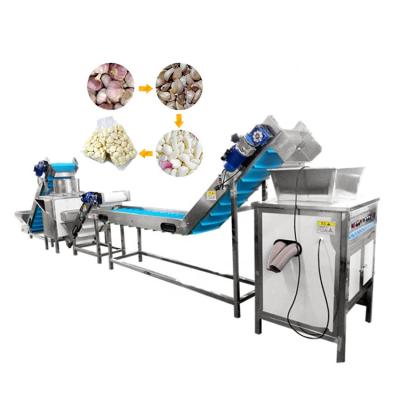 China Snack Factory TCA Industry and Commercial Automatic 200kg/h Dried Garlic Peeler Machine for sale