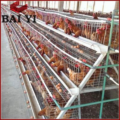 China Durable And Easy To Install Layer Chicken Cage Design For Farm Chicken Poultry Shed for sale