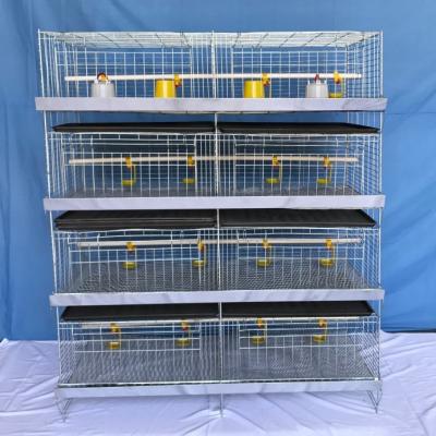 China Poultry Chick Birds Baby Cage Chicken from Farms for sale