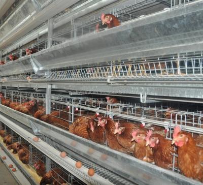 China Durable Use Chicken Farming Machine for sale