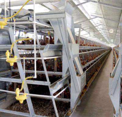 China Easily Install Automatic Layer Chicken Feeding Machine for sale