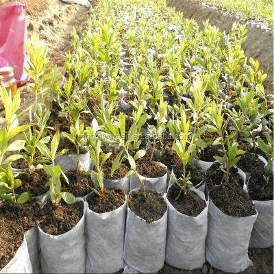 China Environmental Friendly Green Grow China Supplier Biodegradable Nonwoven Nursery Bags Cloth Seedling Potted Plants for sale