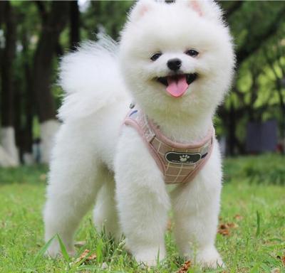 China Wholesale DETACHED Dog Service Vest Dog Harness And Leash Dog Collar And Leash Set For Walking for sale