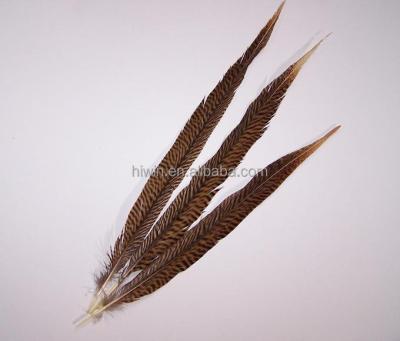 China Pheasant Feather Golden Pheasant for sale