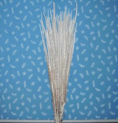 China Carnival Bleached Ringneck Pheasant Feathers For Carnival Costumes for sale