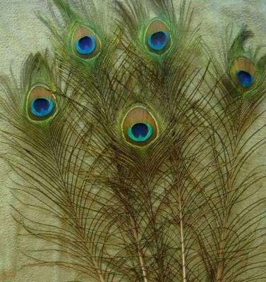 China Natural Peacock Feather Peacock Feather For Sale for sale