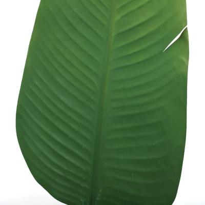 China Outdoor Indoor Decoration Artificial Palm Leaves Factory Wholesale Natural Touch Green PU Palm Plant Leaves Decor Dry Artificial Banana Leaf for sale