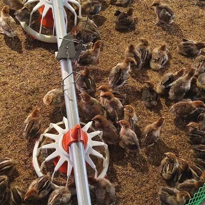 China Poultry Farm Chicken Feeding TBB Selling Customized Floor Tube Poultry Farm Pan Feeding Line Broiler House Chain Conveyor Automatic Chicken Feeding System for sale