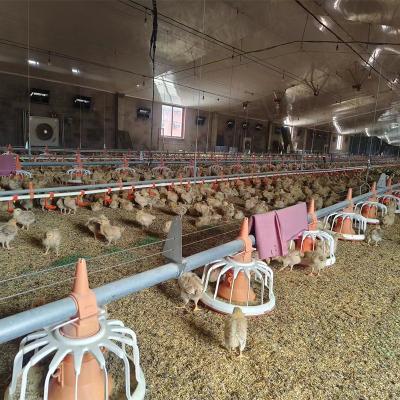 China TBB Poultry Farm Chicken Feed Factory Direct Selling Automatic Line Floor Raising Chicken House Broiler Feeding System for sale