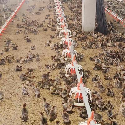 China Poultry Farm Chicken Feeding TBB Broiler Farm Equipment Automatic Line Poultry Feeding System For Chicken House Animal Feeder for sale