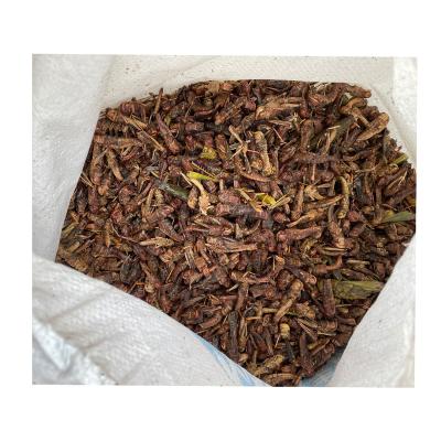 China Stored High Protein Plant Grasshopper Cricket Mealworm Insect For Chicken Fish Lizard Reptile for sale