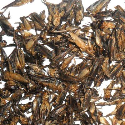 China Fish Factory Dried Crickets for sale