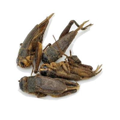 China Fish Reptiles, Birds, Parrots Foods High Protein Dried Crickets for sale