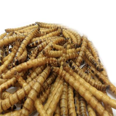 China Stocked Good Quality Hot Selling Mealworms Cheap High Protein Dried Yellow Superworm For Birds for sale