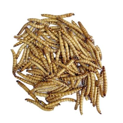 China Wholesale Sustainable Pet Food Yellow Mealworm Dried Bread Bird Food Dried Superworm for sale