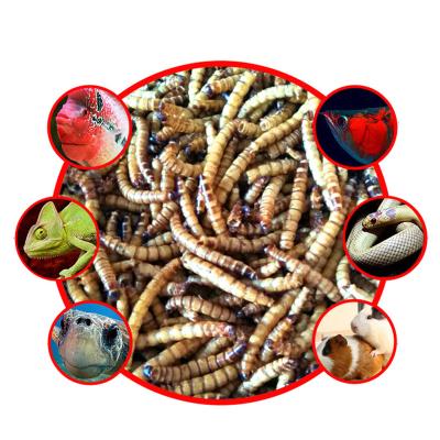 China BESSN 2020 Wholesale High Quality High Protein Stocked All Natural Fresh Worm Fish Food for sale