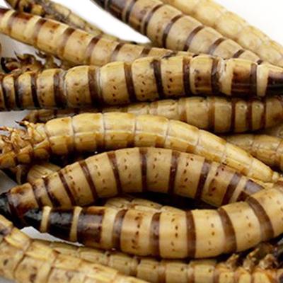 China Stocked Hot Selling Big Fish Meal Mealworms Dried Superworm For Birds for sale