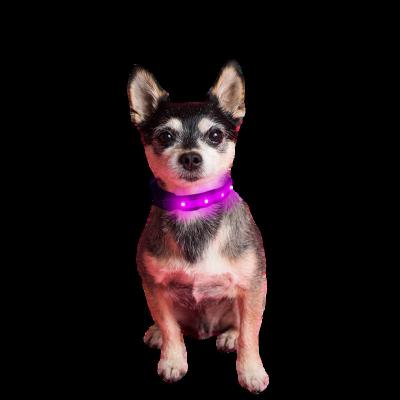 China New Lights Air Tag Ribbon Dog Collar Nylon IPX 7 Waterproof Middle To Large Dog Slide Light Type C Charging LED Dog Collar for sale