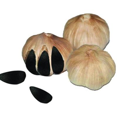 China JUYOU energy saving best price fermented black garlic for sale/black garlic machine/black garlic fermenter for sale