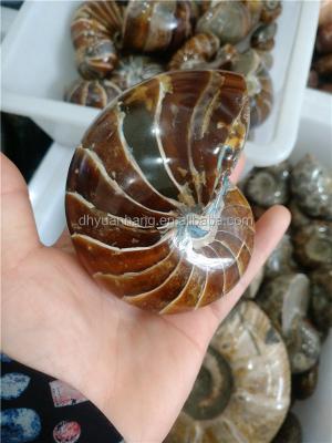 China Madagascar Ammonite Specimen Mineral Fossils from Europe Natural Ammonite Fossils for sale