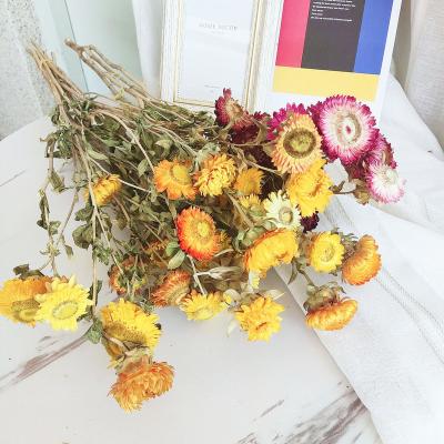 China Natural Decorative Plants Flowers Dried Straw Flower Bouquets Colorful Helichrysum Bracteatum Chrysanthemum for sale