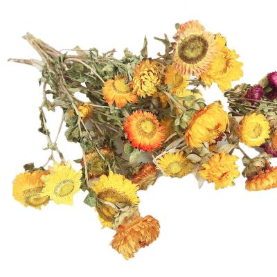 China Natural Plants Decorative Flower Dried Straw Flower Bouquets Colorful Helichrysum Bracteatum Chrysanthemum for sale