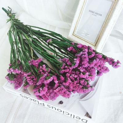 China Hot Selling Natural Plants Yunnan Preserved Flowers Preserved Limonium Dry Forget I Not Flower Forget Me Not for sale