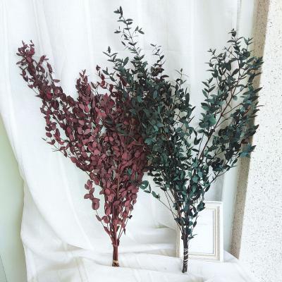 China Natural Factory Wholesale Preserved Eucalyptus Leaves Small Eucalyptus For Flower Eucalyptus Garland Decorations for sale