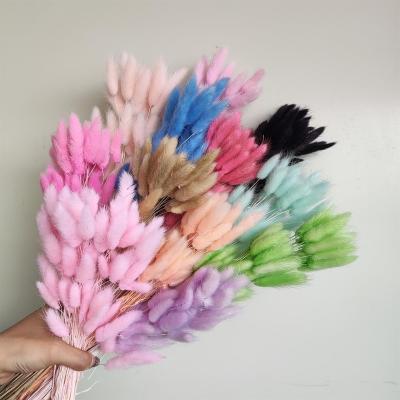 China Home Wedding Decorative Flowers High Quality Dry Flower Grass Multicolor Hares Tail Grass Rabbit Tail Grass For DYI for sale