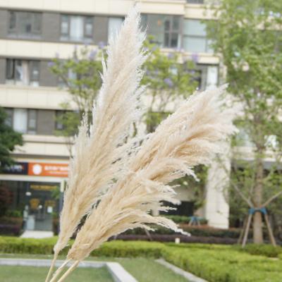 China 120cm Flower Decoration Natural Dry Flower Pampas de Pampas Natural Fluffy Dry Pampas Grass Color for sale