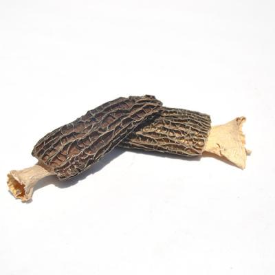 China Wholesale and Retail Dry Nightshade Mushroom Morchella and Dried in Fungous / Morchella esculenta for sale