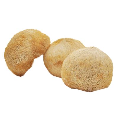 China Rare Edible Dried Dried Mushroom and Hericium Erinaceus Dried Lions Mane Mushroom for sale