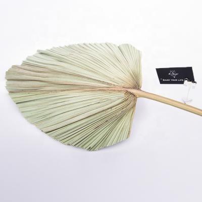 China Hot Selling Natural Flower Small Gold Dried Preserved Palm Leaves For Decoration Nordic Home Wedding Decorative for sale