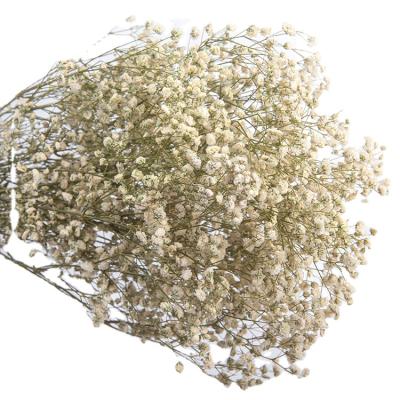 China Dried Flowers Plant Dried Small DIY Baby's Breath Gypsophila Million Star Flowers For Home Flower Wedding Party Table Decoration for sale