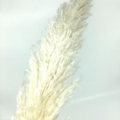 China Natural Touch Dried Flowers Brown White For Pampas Grass Tall Pampas Grass For Home Or Weddings Decoration for sale