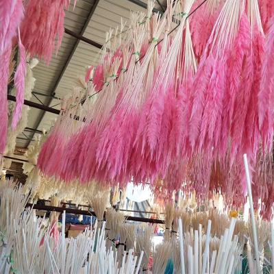 China Large Selling Natural Hot Blue Pampas Grass Decor Wedding Decorative Preserved Dry Touch Natural Pampas Grass for sale