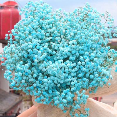 China Natural Touch Dried Flowers Best Selling Premium Grade Dried Gypsophila Flower Preserved Blue Babies Breath for sale