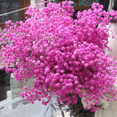 China Best Selling Natural Touch Premium Grade Dried Gypsophila Flower Preserved Pink Dry Flowers Babies Breath for sale