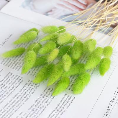 China Hot selling natural touch dried pampas green rabbit tail grass for garden decoration for sale