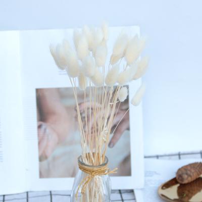 China Natural Touch Pampas Nature Dried Flowers Bunny Tail Grass Decoration Party Wedding Color Plants for sale