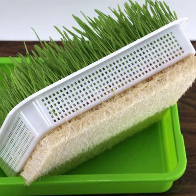 China For planting seedling seed tray nutrition nursery hydroponic tray for plant for sale